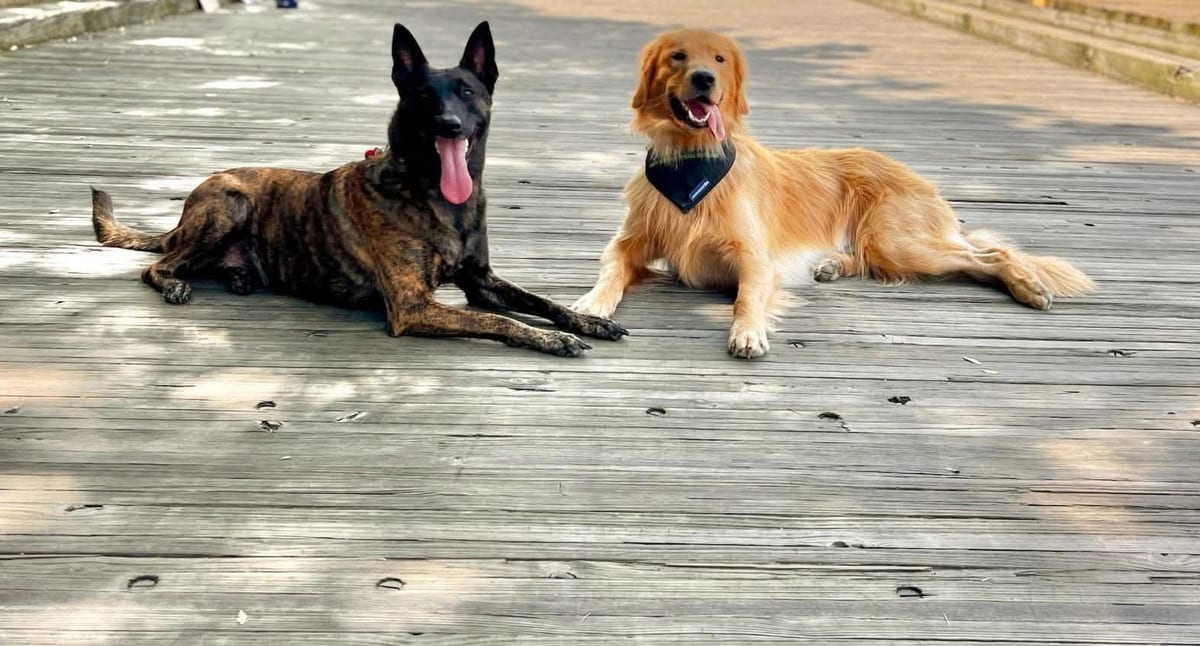 Two trained dogs holding a down-stay together on the Walnut Street Bridge as people pass by