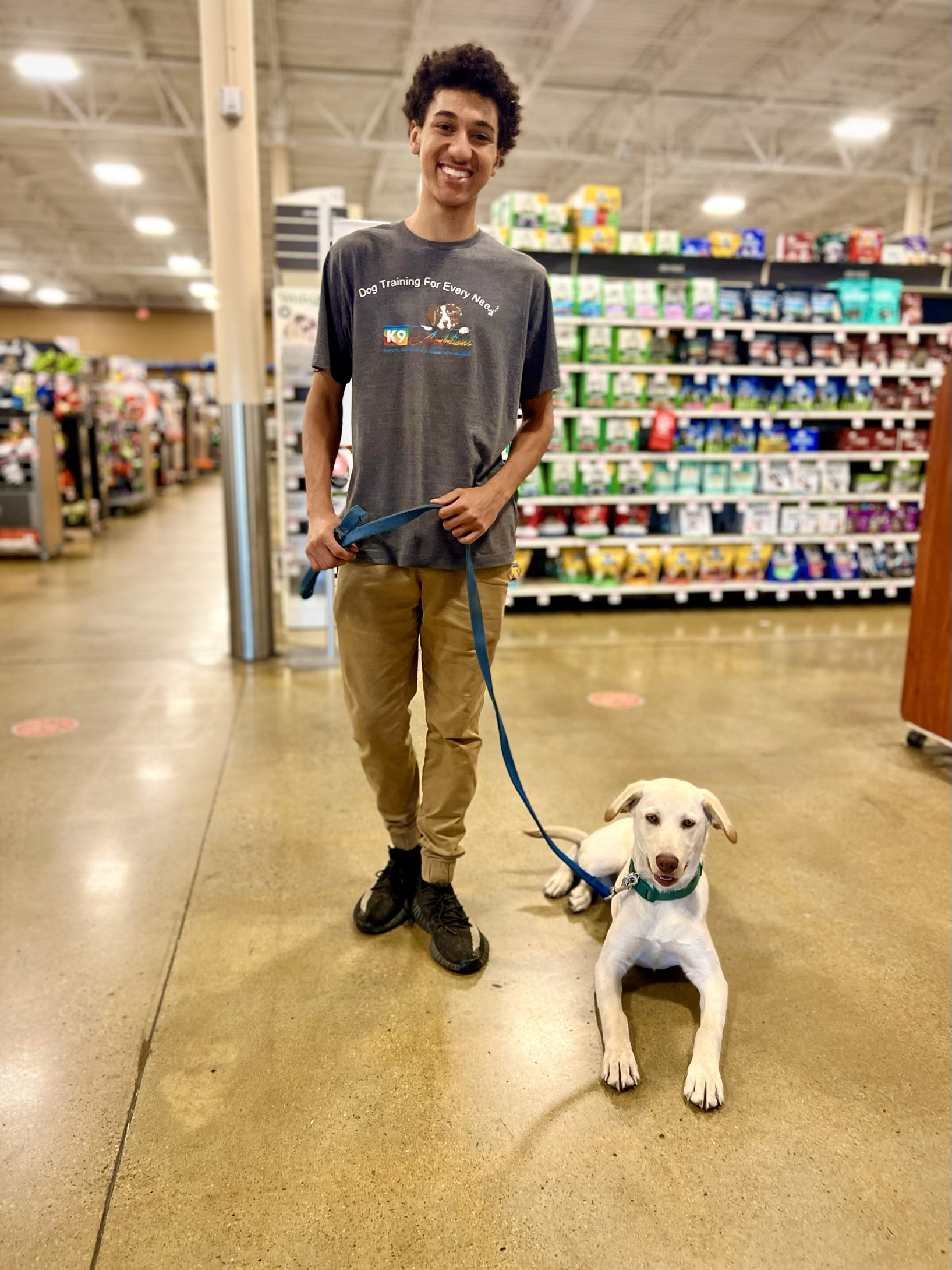 Focused dog in a training session