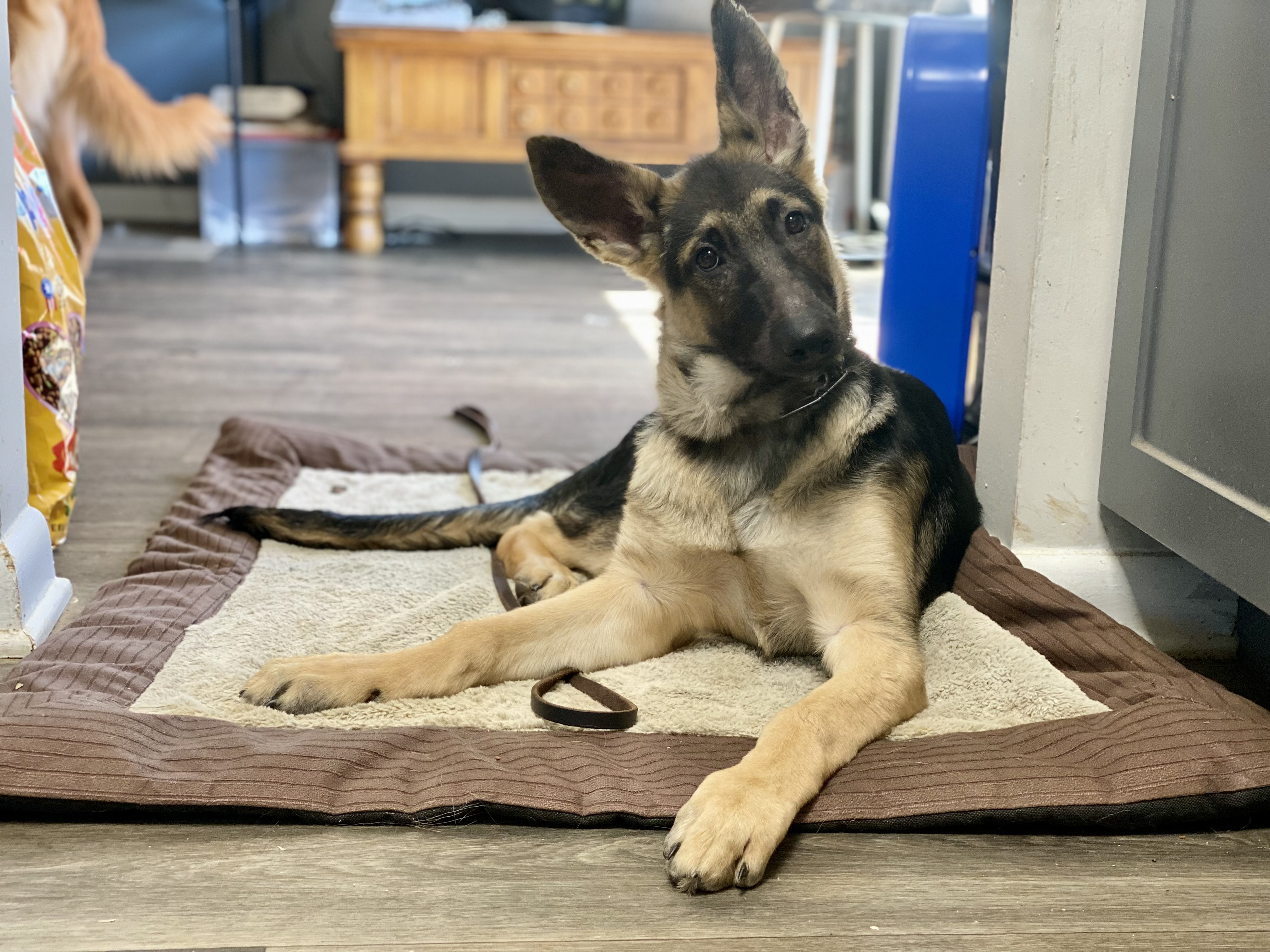 Trained dog outdoors