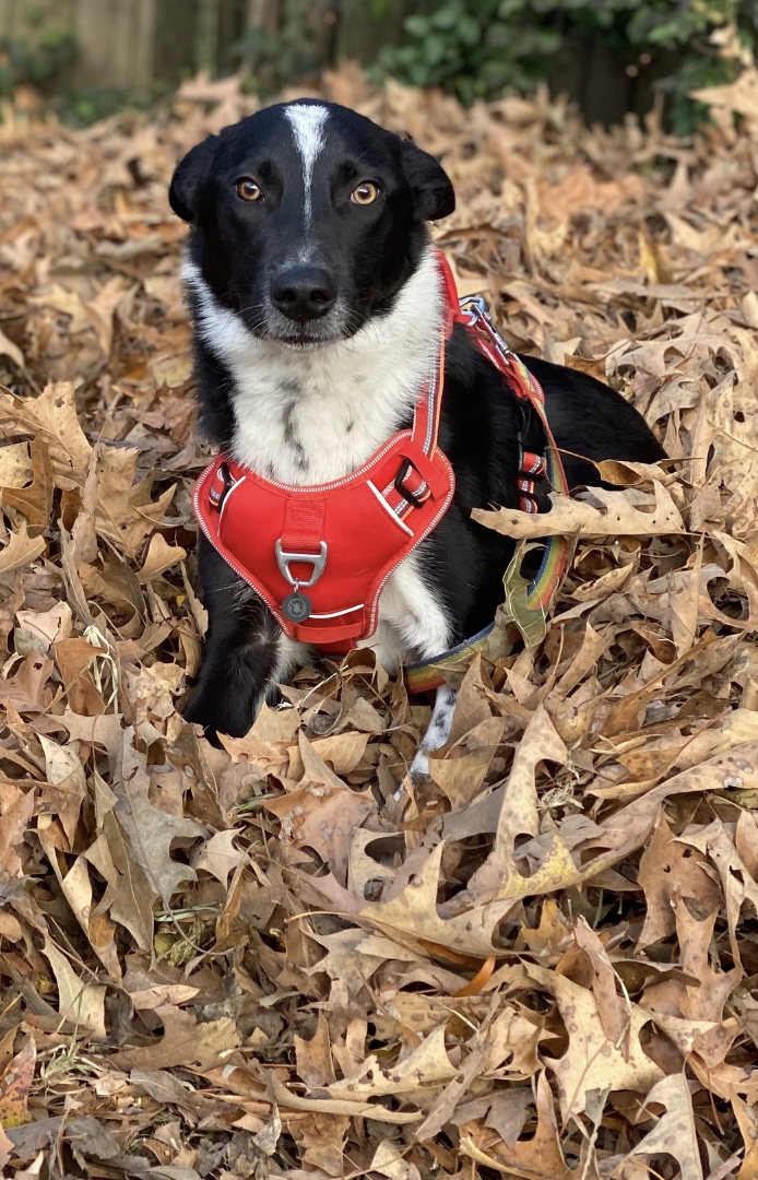 Obedient dog in a sit-stay