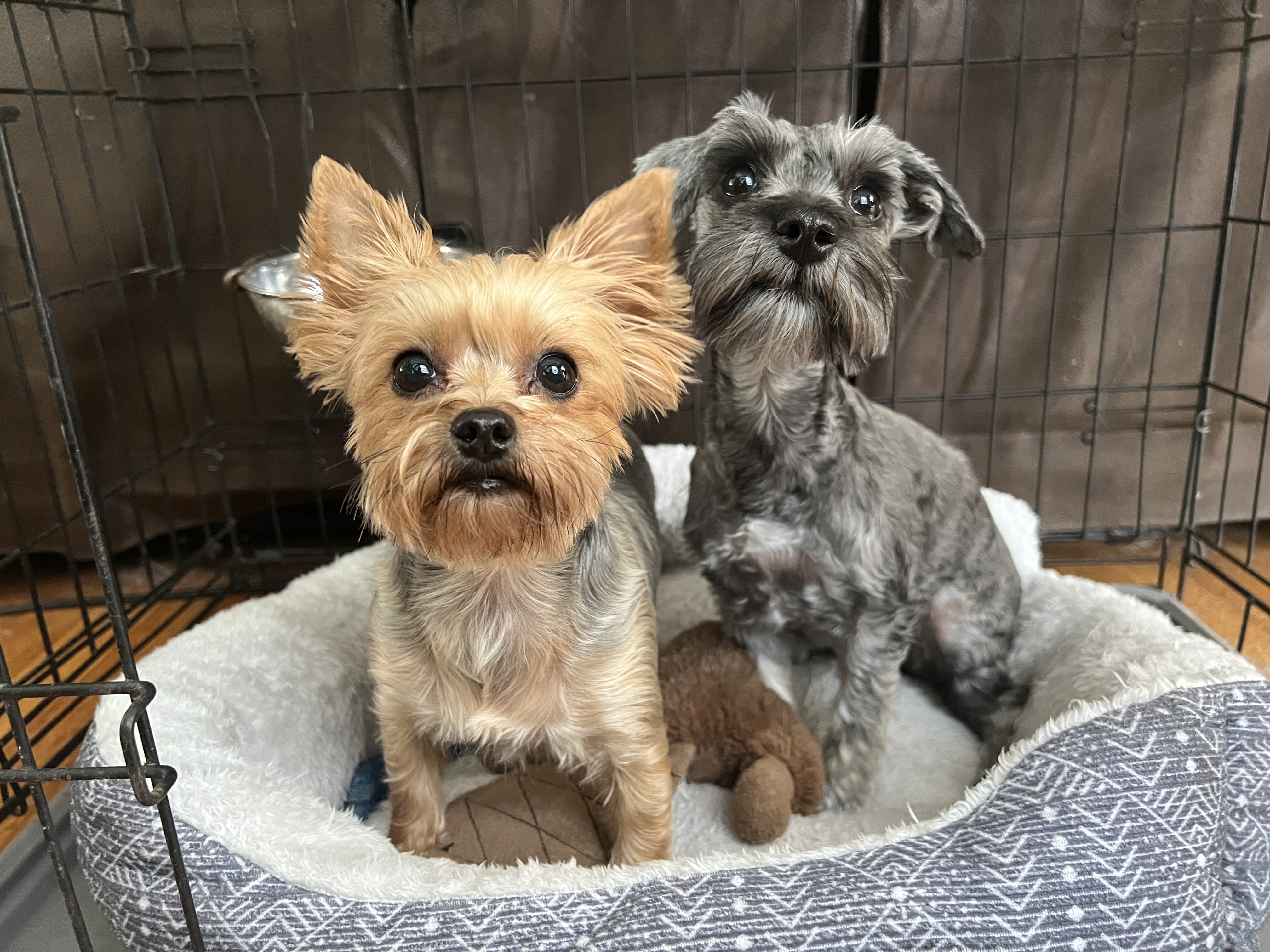 Two small dogs in a crate