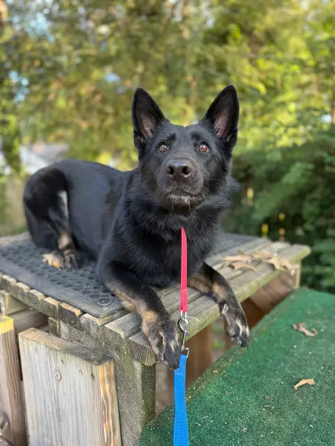 A good boy outside